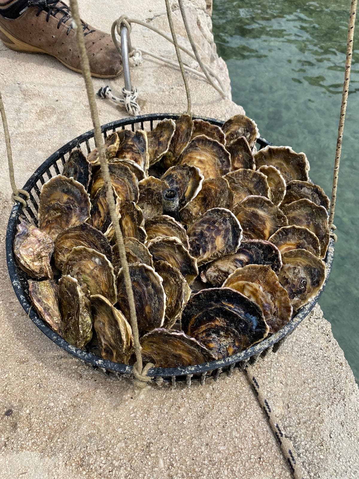 Wine & Oyster Tasting in Ston — photo 7