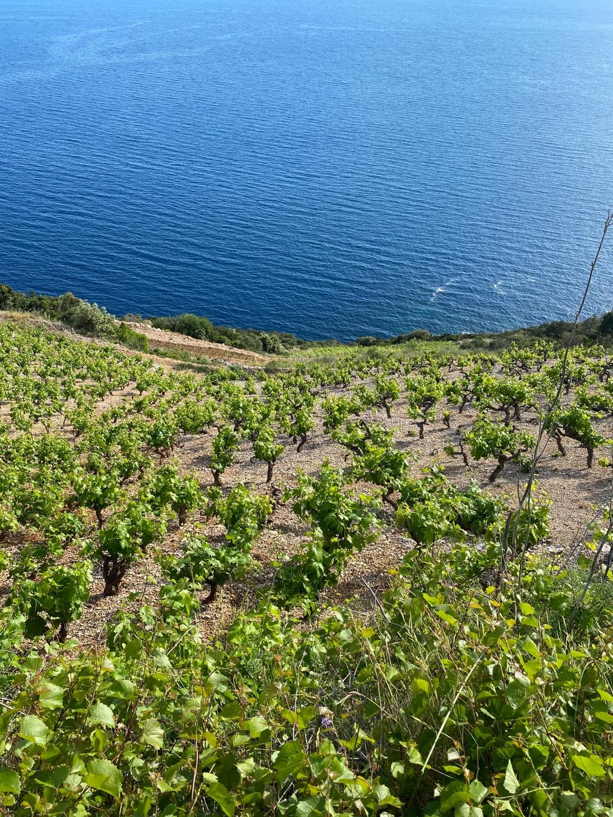 Wine & Oyster Tasting in Ston